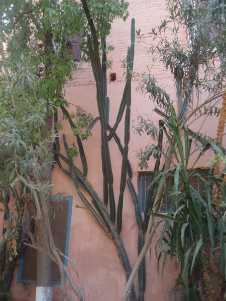 Kaktus raste ob steni