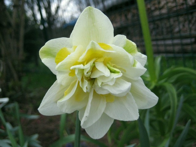Narcissus 'Golden Ducat'  - Narcisa
Avtor: zupka
rastline.mojforum.si
