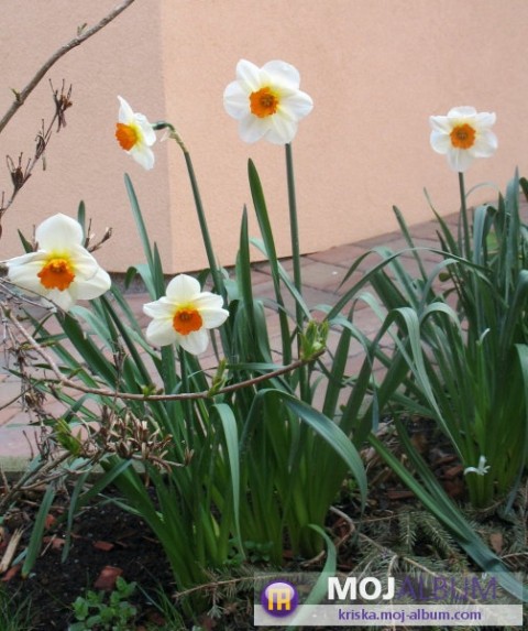 Narcissus - Narcisa
Avtor: Roža
rastline.mojforum.si