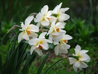 Narcissus - Narcisa
Avtor: arena
rastline.mojforum.si