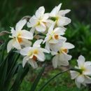 Narcissus - Narcisa
Avtor: arena
rastline.mojforum.si