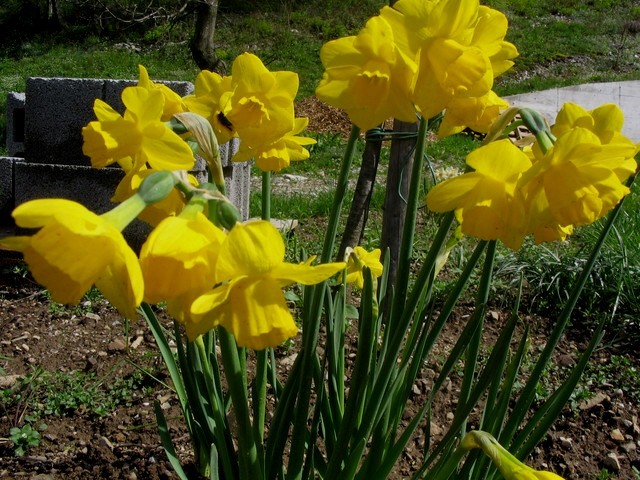 Narcissus - Narcisa(dišeča)    

Avtor: Gretka*
rastline.mojforum.si