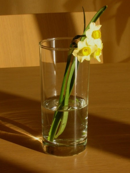Narcissus - Narcisa(mini)    

Avtor: Gretka*
rastline.mojforum.si