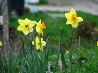 Narcissus - Narcisa
Avtor: Roža
rastline.mojforum.si
