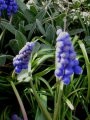 Muscari - Grozdek, hrušica
Avtor: katrinca
rastline.mojforum.si