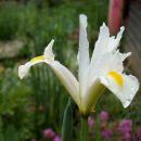 Iris - Perunika, Iris (čebulne)
