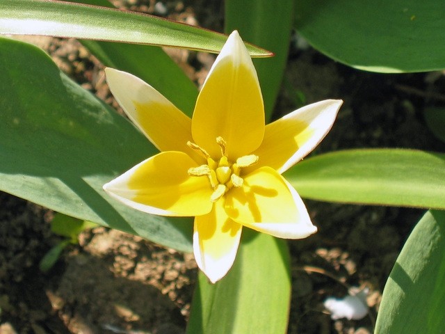Tulipa - Tulipan       
Avtor: zupka          
rastline.mojforum.si