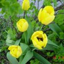 Tulipa - Tulipan
Avtor: muha
rastline.mojforum.si