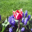 Tulipa - Tulipan
Avtor: babaco
rastline.mojforum.si