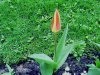 Tulipa - Tulipan
Avtor: babaco
rastline.mojforum.si