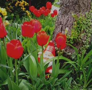 Tulipa - Tulipan   
Avtor: katrinca             
rastline.mojforum.si