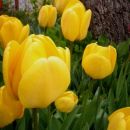Tulipa - Tulipan   
Avtor: katrinca             
rastline.mojforum.si