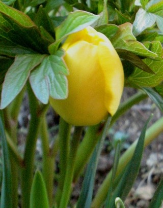 Tulipa - Tulipan(mini)   
Avtor: katrinca             
rastline.mojforum.si