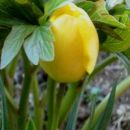 Tulipa - Tulipan(mini)   
Avtor: katrinca             
rastline.mojforum.si