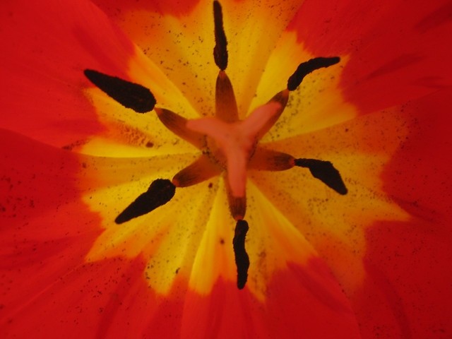 Tulipa - Tulipan   
Avtor: Gretka*
rastline.mojforum.si