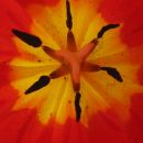 Tulipa - Tulipan   
Avtor: Gretka*
rastline.mojforum.si