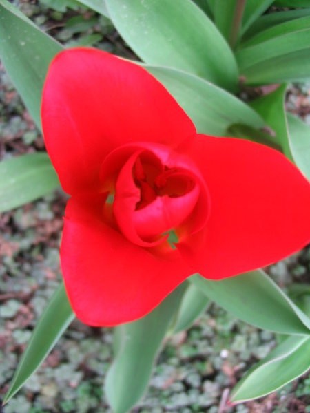 Tulipa - Tulipan
Avtor: Gretka*
rastline.mojforum.si