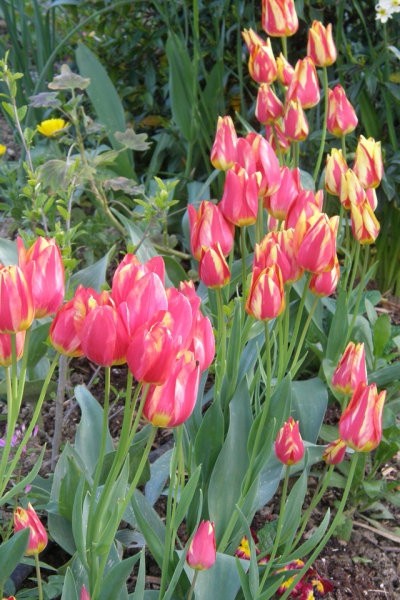 Tulipa - Tulipan   
Avtor: nsns        
rastline.mojforum.si