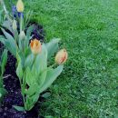 Tulipa - Tulipan   
Avtor: babaco
rastline.mojforum.si