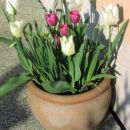 Tulipa - Tulipan   
Avtor: Tamara     
rastline.mojforum.si