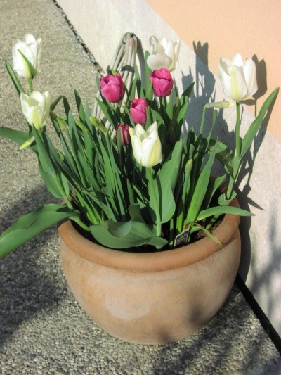 Tulipa - Tulipan   
Avtor: Tamara     
rastline.mojforum.si
