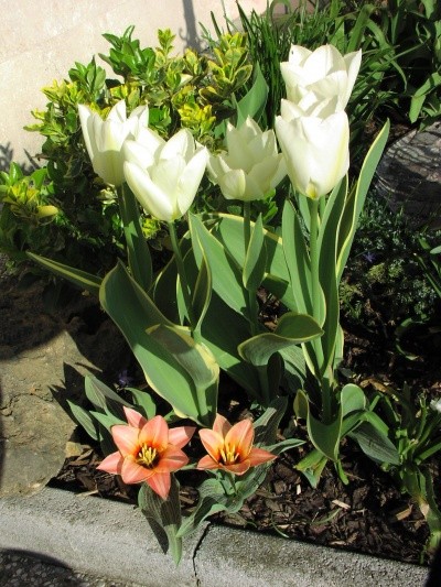 Tulipa - Tulipan   
Avtor: Tamara          
rastline.mojforum.si