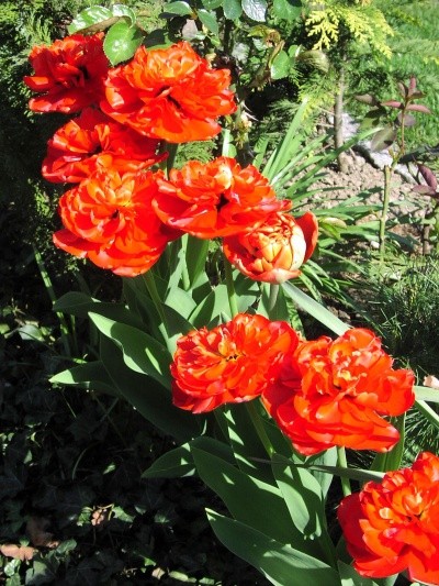 Tulipa - Tulipan   
Avtor: Tamara        
rastline.mojforum.si