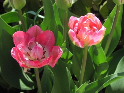 Tulipa - Tulipan   
Avtor: Tamara        
rastline.mojforum.si