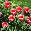 Tulipa - Tulipan   
Avtor: Tamara           
rastline.mojforum.si