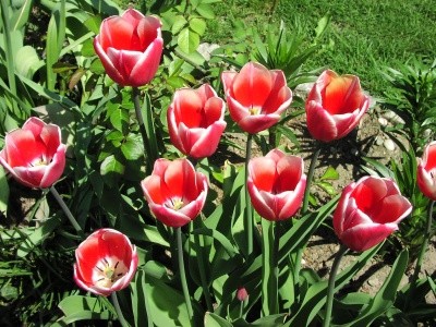 Tulipa - Tulipan   
Avtor: Tamara           
rastline.mojforum.si