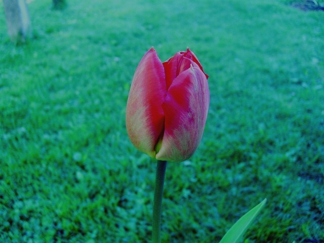 Tulipa - Tulipan   
Avtor: babaco           
rastline.mojforum.si