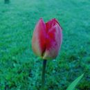 Tulipa - Tulipan   
Avtor: babaco           
rastline.mojforum.si