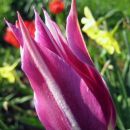 Tulipa - Tulipan   
Avtor: zupka             
rastline.mojforum.si