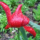 Tulipa - Tulipan   
Avtor: potonka             
rastline.mojforum.si