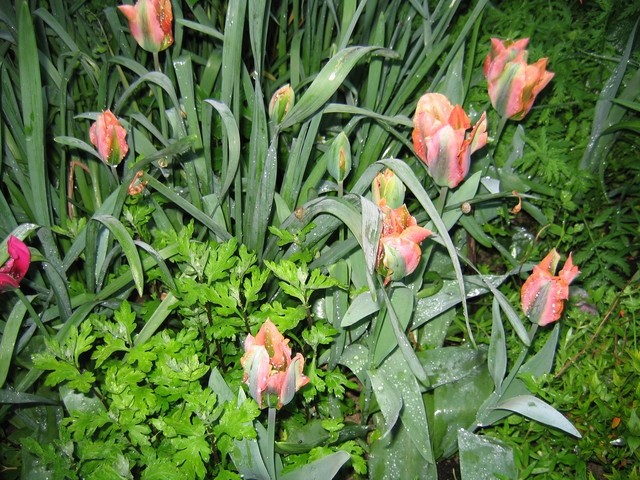 Tulipa - Tulipan   
Avtor: potonka        
rastline.mojforum.si