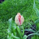 Tulipa - Tulipan
Avtor: babaco
rastline.mojforum.si