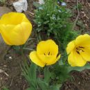 Tulipa - Tulipan Avtor: linda rastline.mojforum.si