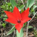 Tulipa - Tulipan Avtor: linda rastline.mojforum.si