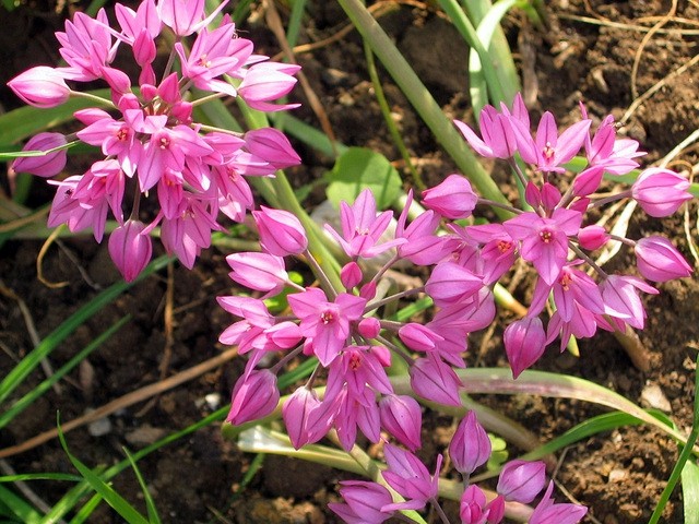 	Allium oreophilum -luk

Avtor: zupka

rastline.mojforum.si
