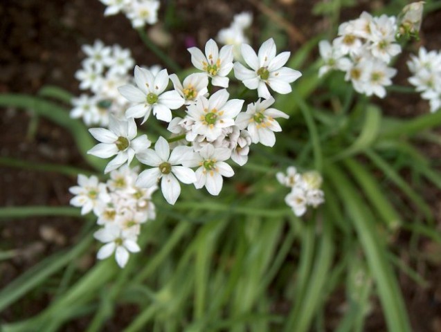 Allium - Luk
Avtor: katrinca

rastline.mojforum.si