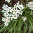 Allium - Luk
Avtor: katrinca

rastline.mojforum.si
