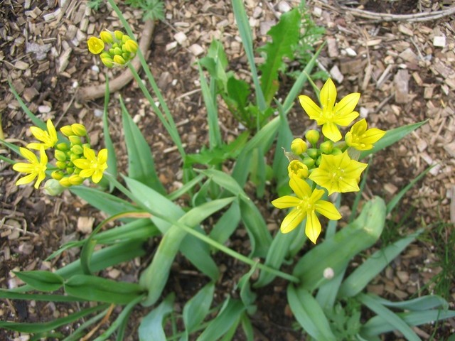 Allium Moly

Avtor: Gretka*

rastline.mojforum.si