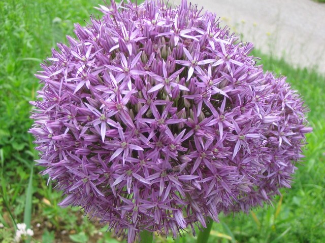 Allium - Luk
Avtor: Gretka*

rastline.mojforum.si