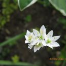 Allium - Luk Avtor: linda
rastline.mojforum.si