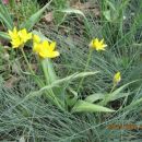 Allium - Luk Avtor: linda
rastline.mojforum.si