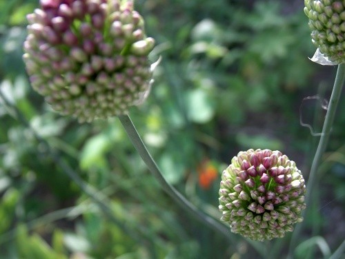 Allium - Luk Avtor: katrinca
rastline.mojforum.si