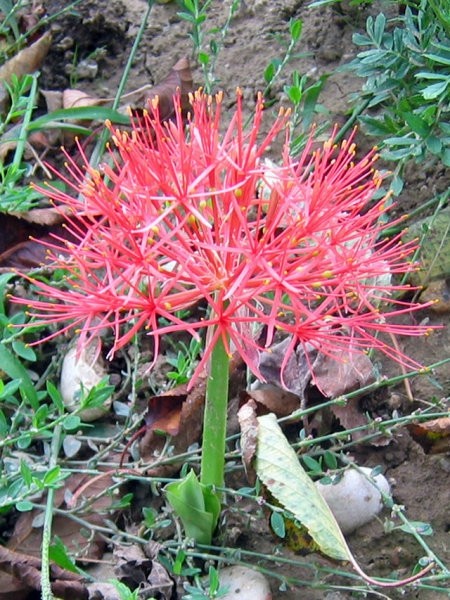 Avtor: zupka
S. multiflorus 