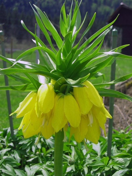 Fritillaria - Logarica
Avtor: zupka
rastline.mojforum.si