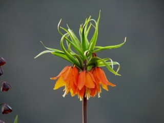 Fritillaria - Logarica
Avtor: arena
rastline.mojforum.si
