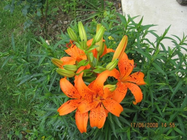 Lilium - Lilija Avtor:linda rastline.mojforum.si